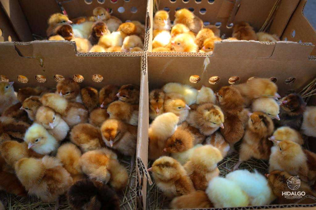 Entrega de 700 pollitos y pollitas ponedoras en las comunidades de San Bartolo y El Cortijo